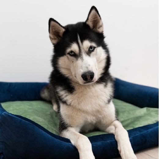Otto guolis šunims su ortopediniu čiužiniu, tamsiai mėlynas + čiužinio spalva pasirinktinai