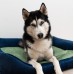 Otto guolis šunims su ortopediniu čiužiniu, tamsiai mėlynas + čiužinio spalva pasirinktinai REXPRODUCT Otto guoliai šunims 